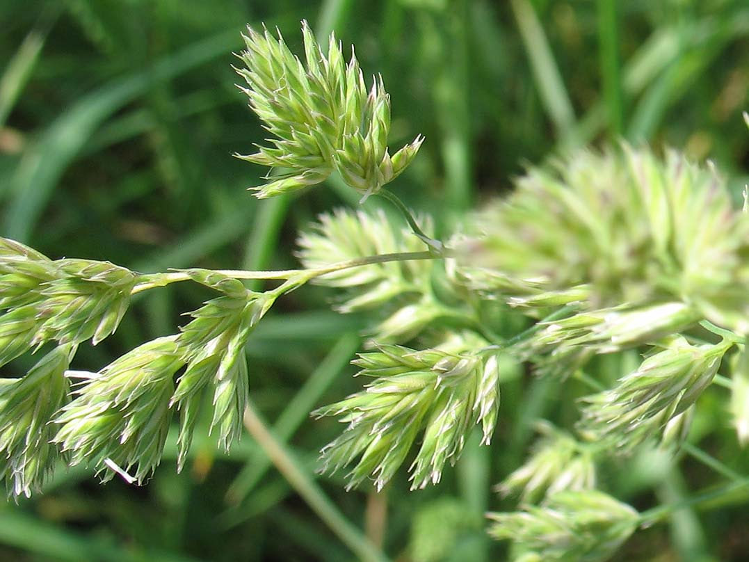 Le dactyle, reconnaissable à son aspect "touffu".