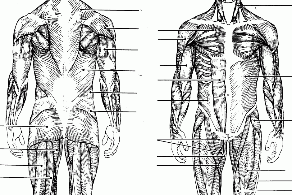 Full Body Muscular Diagram Pdf / Free 7 Sample Muscle Chart Templates