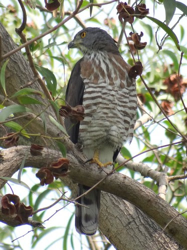 鳳頭蒼鷹/無限台南