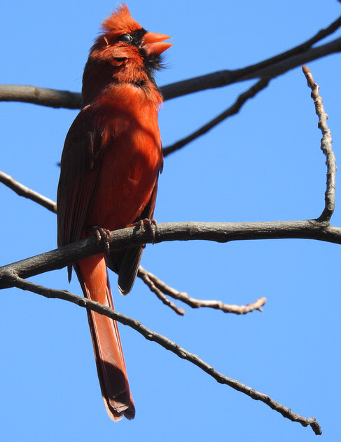 Ed Gaillard: birds &emdash; Northern Cardinal singing, Central Park