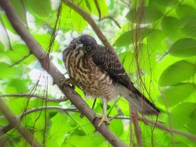 鳳頭蒼鷹/無限台南