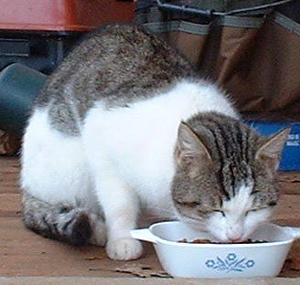 kitty