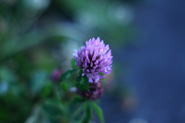 Red Clover | Broadway, Broadway & Grant