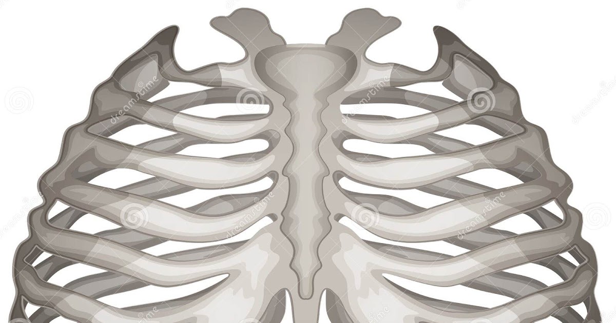 Which Organ Sits In The V Part Of The Ribs Shoulder Rib Cage And