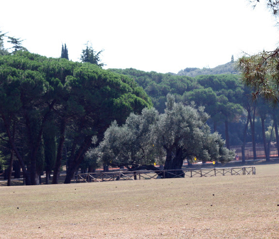 brioni old olive tree