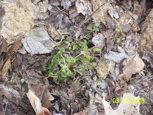 Volunteer oregano