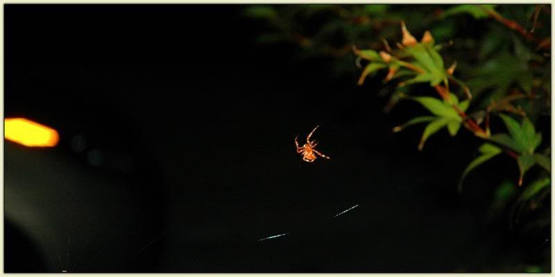 Borisovich the Spider