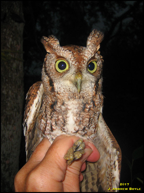 Eastern Screech Owl Eastern Screech Owl