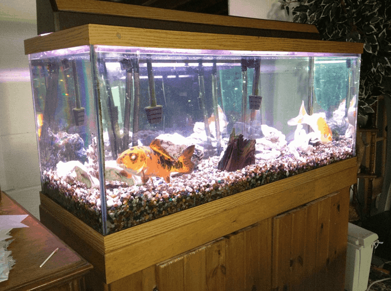 Top Aquarium Rumah