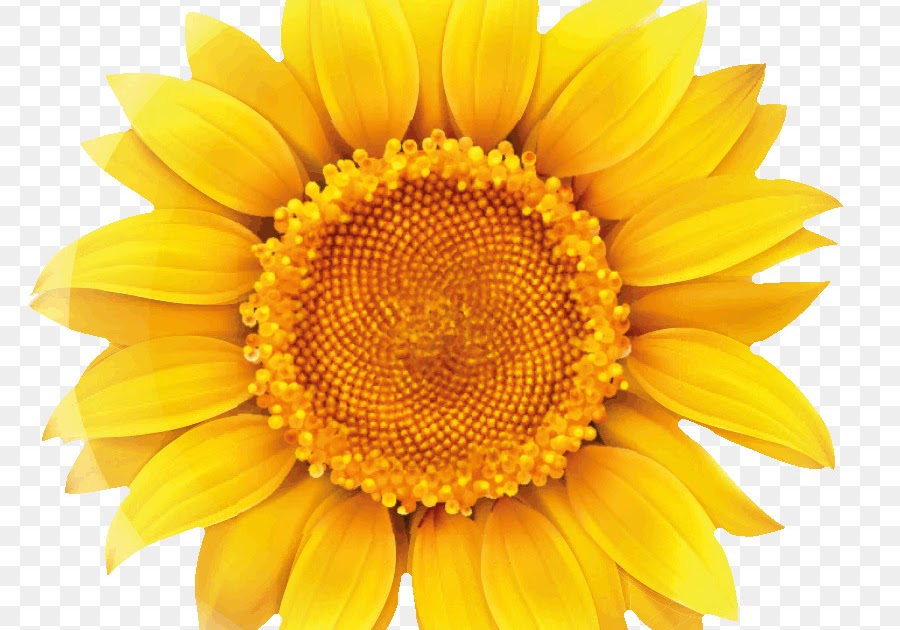 Fantastis 30 Download Bunga  Matahari Vektor  Gambar Bunga  HD