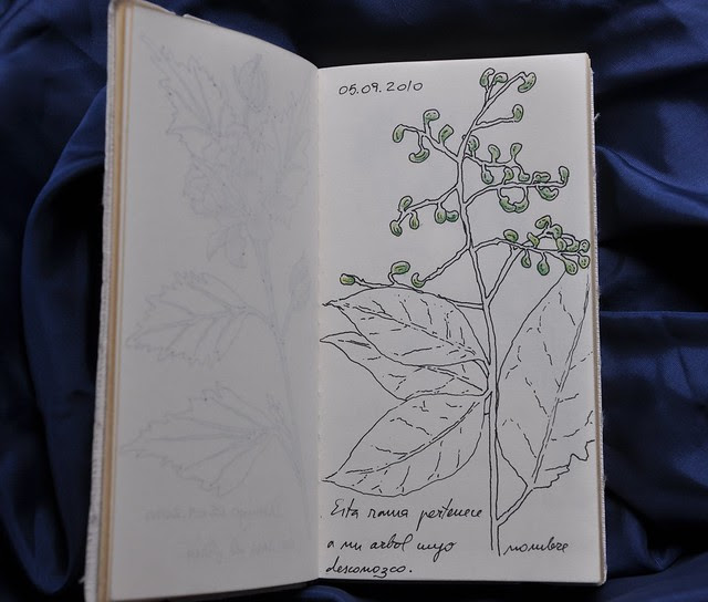 Ornamental tree