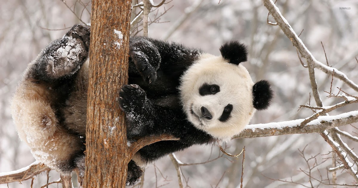 Cute Bear Wallpaper Hd : Teddy Bears Wallpaper HD #13886 Wallpaper
