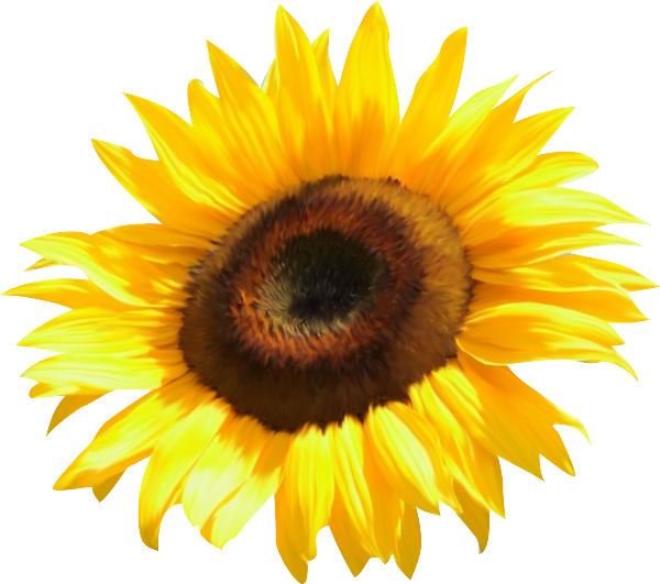 4497 Realistic Transparent Watercolour Sunflower Svg SVG PNG EPS DXF File