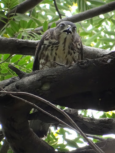 鳳頭蒼鷹/無限台南