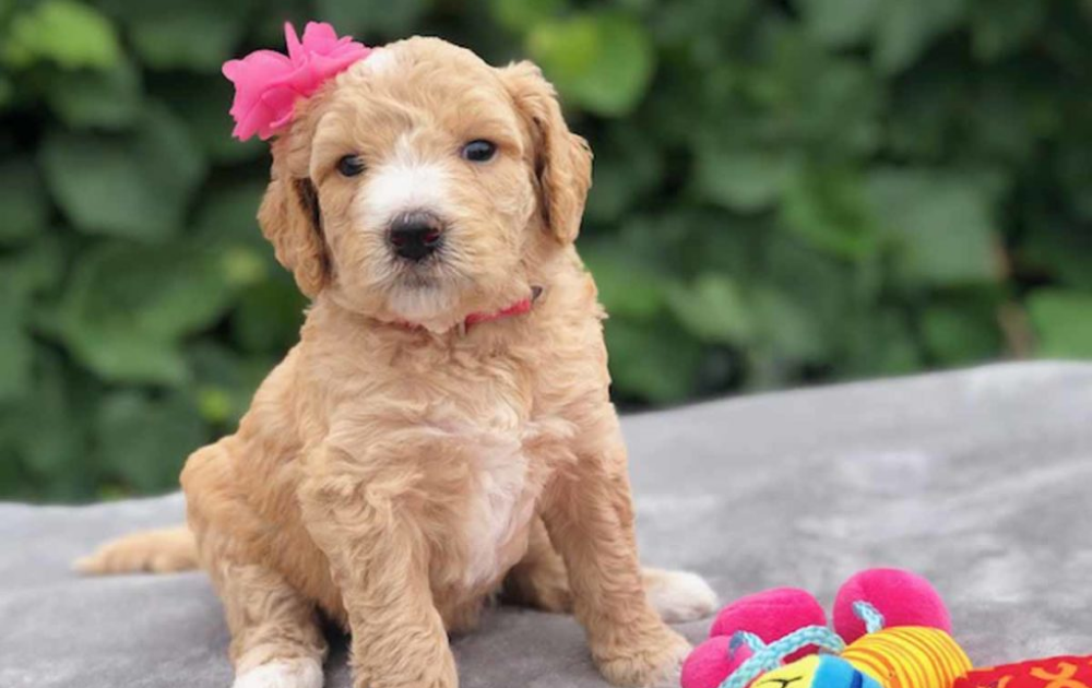 Goldendoodle Puppies for Sale Near Me Under $1000 - wide 2