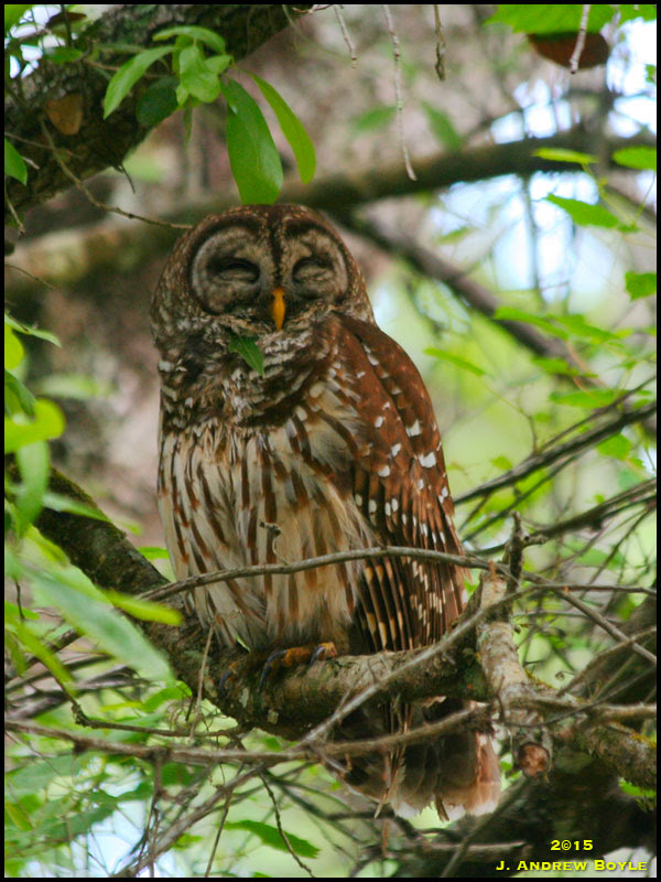 Barred Owl Barred Owl