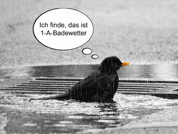 Regenwetter Regen Gif Lustig