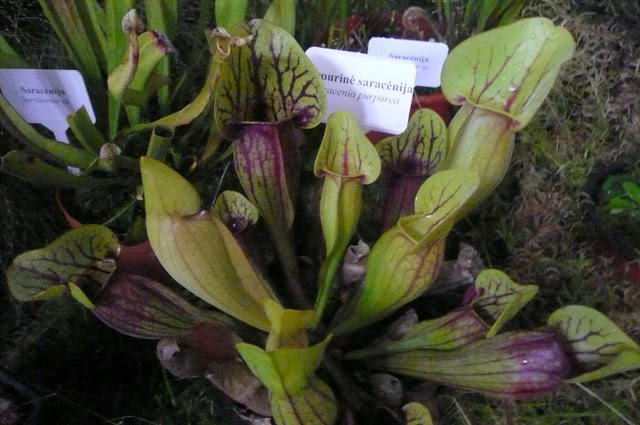 P1140580