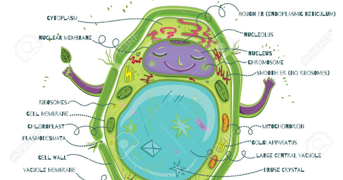 Plant Cell - The Design Interior
