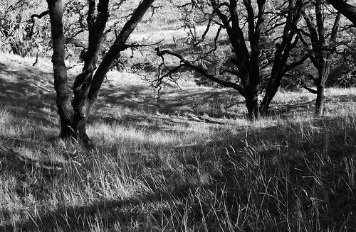 spirally grass