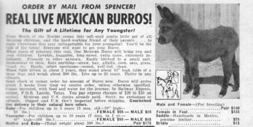 burro
