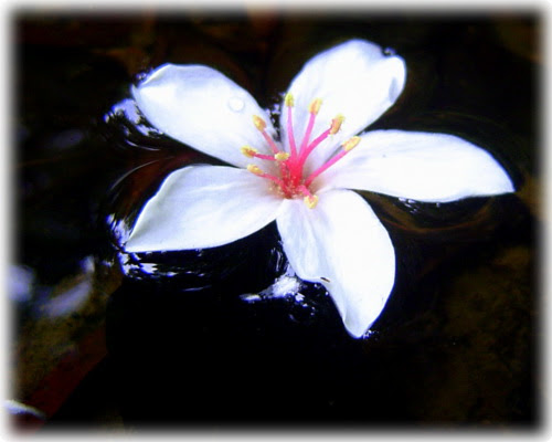 無限台南/油桐花