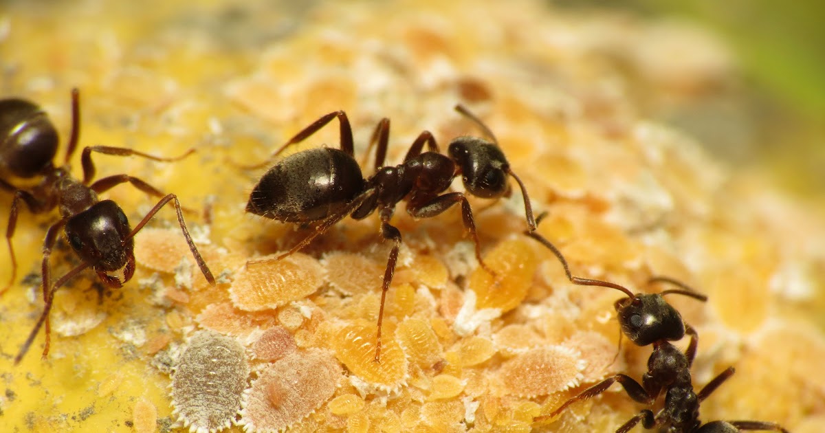 How To Remove Ant Colony From Garden / How To Get Rid Of