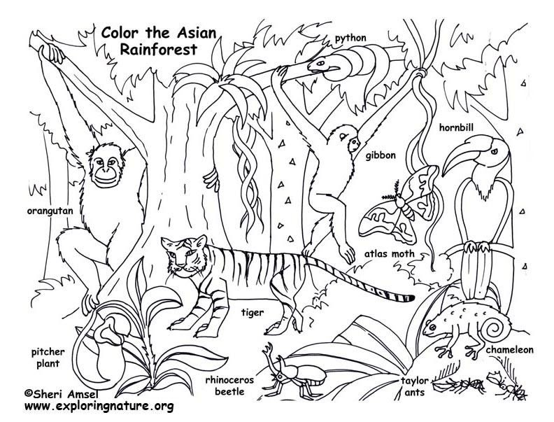 ecosystem-coloring-pages-pdf-tedy-printable-activities