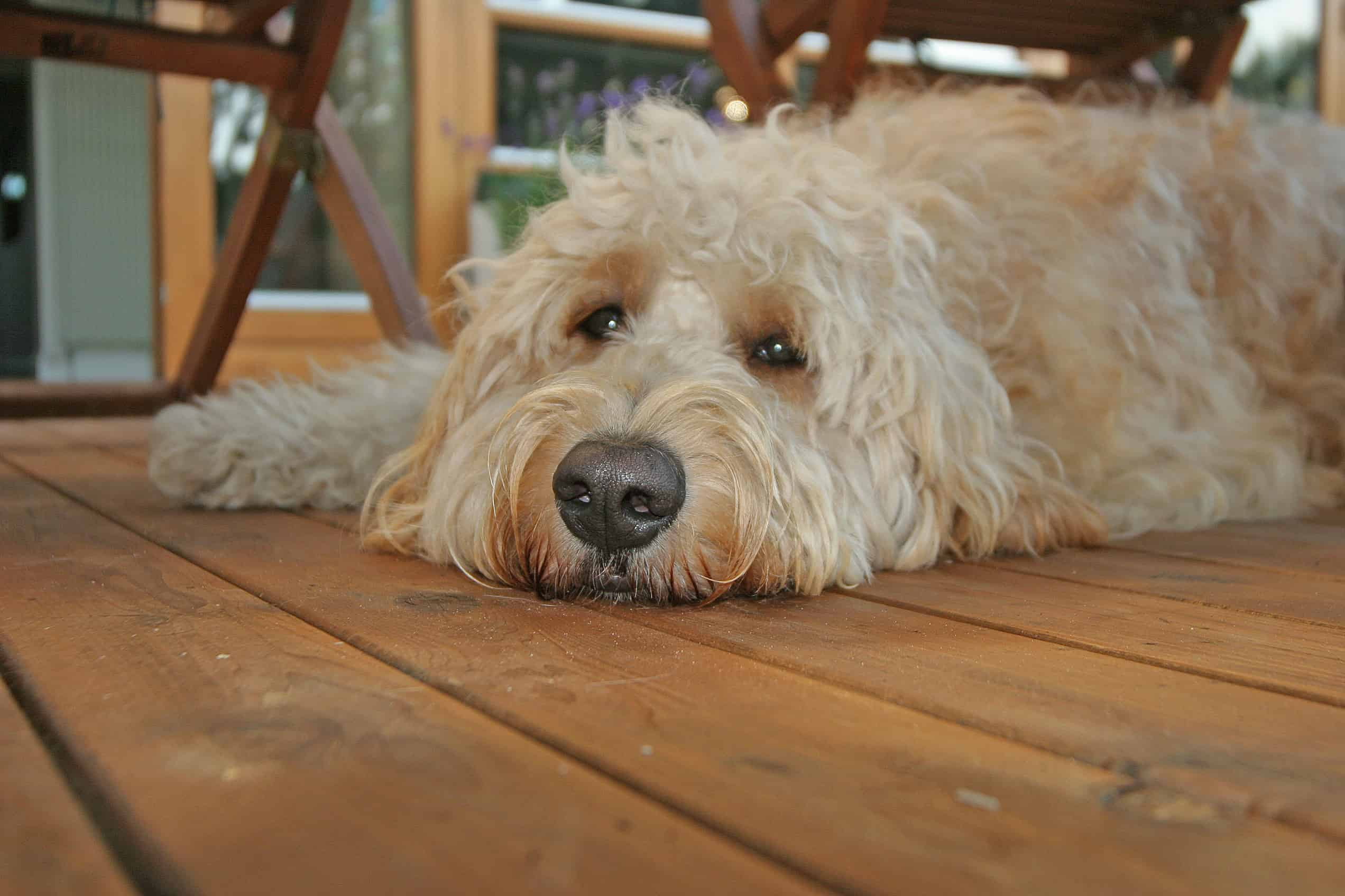 Goldendoodle, a Golden Retriever Poodle Mix SpockTheDog.com Goldendoodle, a Golden Retriever Poodle Mix SpockTheDog.com