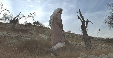 A Palestinian villager passes olive trees burned and cut by militant Jewish settlers at Einabus, on the West Bank.