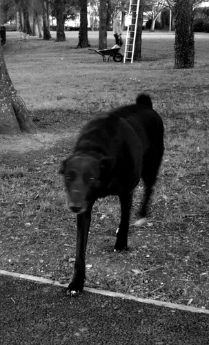 black dog, Avoca Pk., Dublin