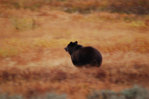Grizzly