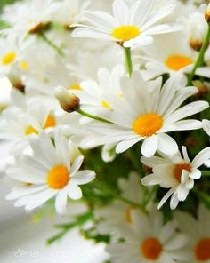 Margaridas