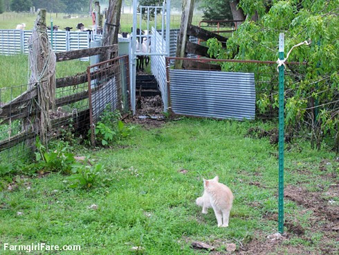 (30-15) Jasper, junior stock dog in training, about to learn what that chute is for - FarmgirlFare.com