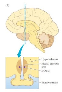 hypothalamus2