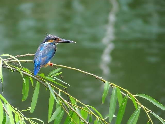 翠鳥/無限台南
