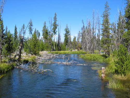 Deschutes River from FR 40