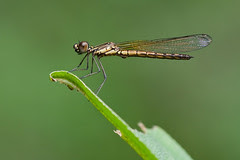 IMG_1735 copy
