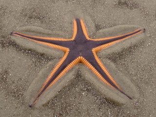 Astropecten articulatus, Stafford Beach, Cumberland Island National Seashore, Camden County, Georgia 1