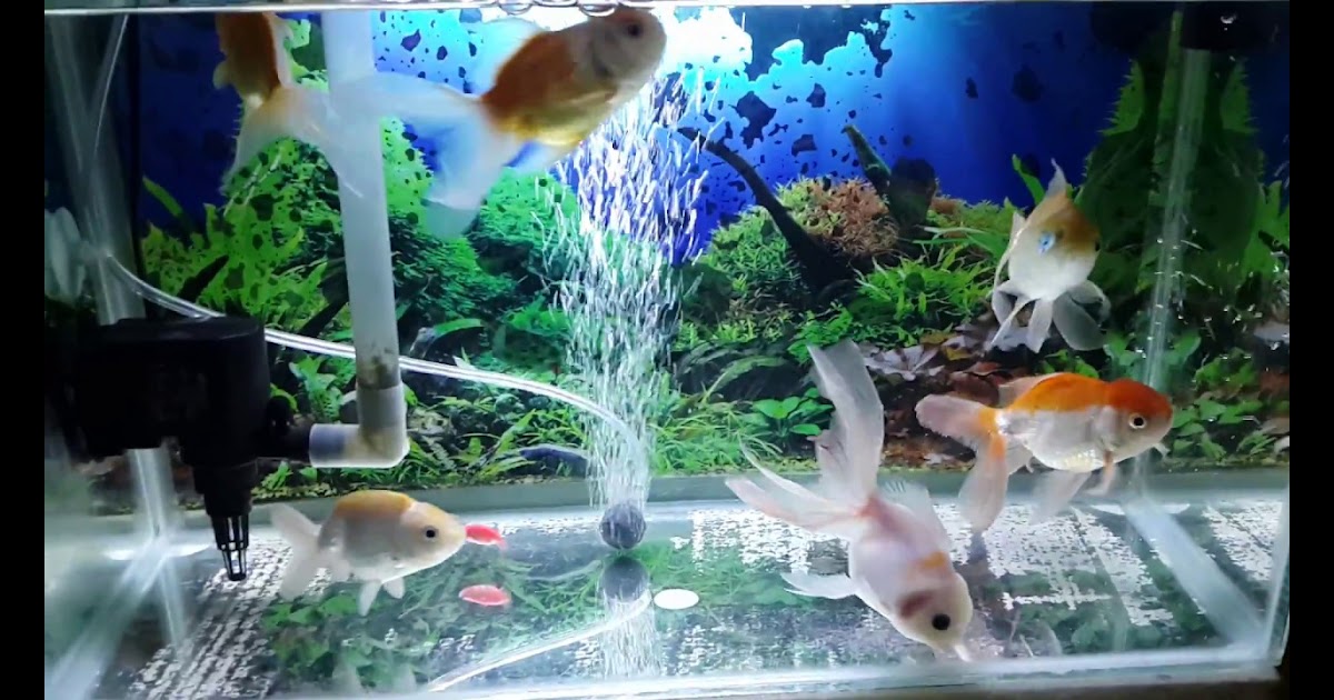 20+ Trend Terbaru Aquarium Ikan Koki Tercantik - Stylus Point