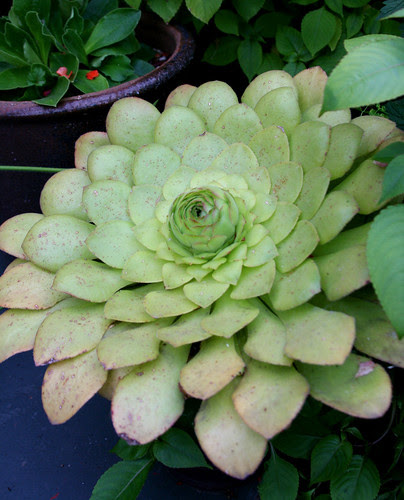 aeonium glandulosa