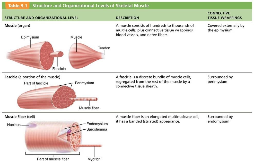 Anatomy Of Muscle Cell