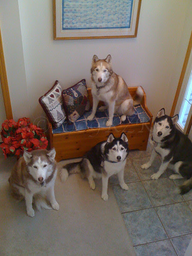 IMG_5065 The pack