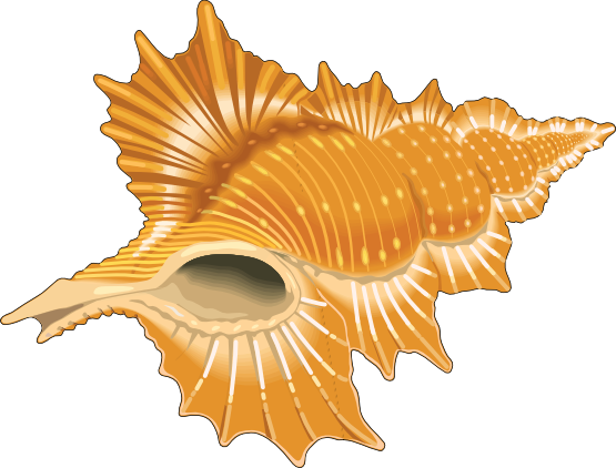 Free Cartoon Seashells Found On A Beach Vector Png - anchillante