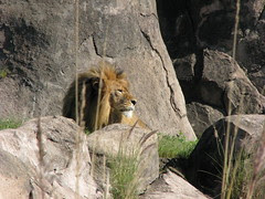 King of beasts