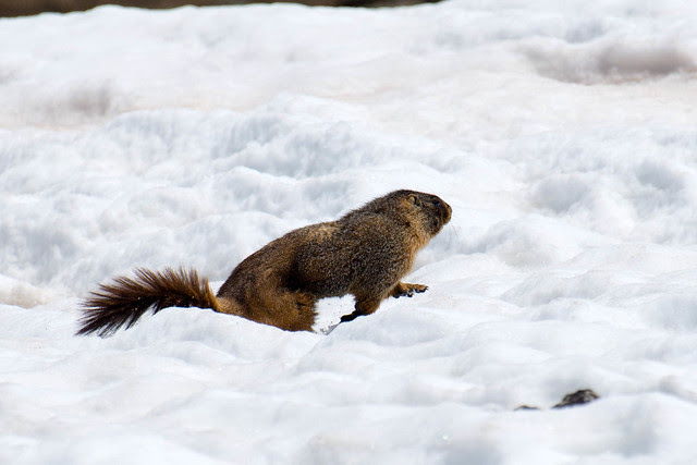 Nice marmot