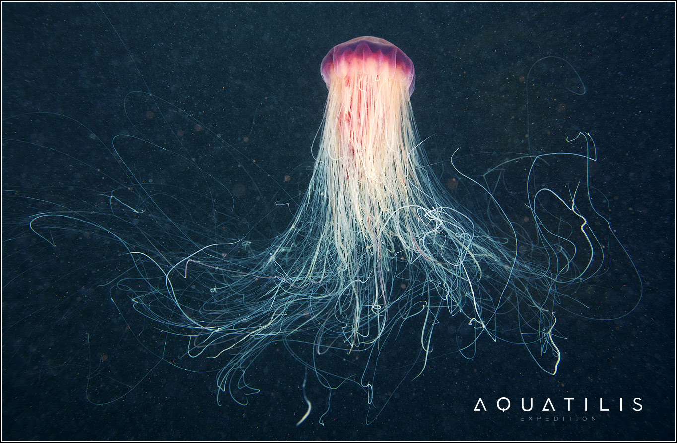 Aquatilis Expedition