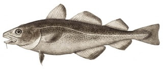 Ikan Kod Buah Vitamin A Ikan Kod Buah Vitamin A