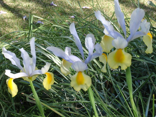 Rouchel irises