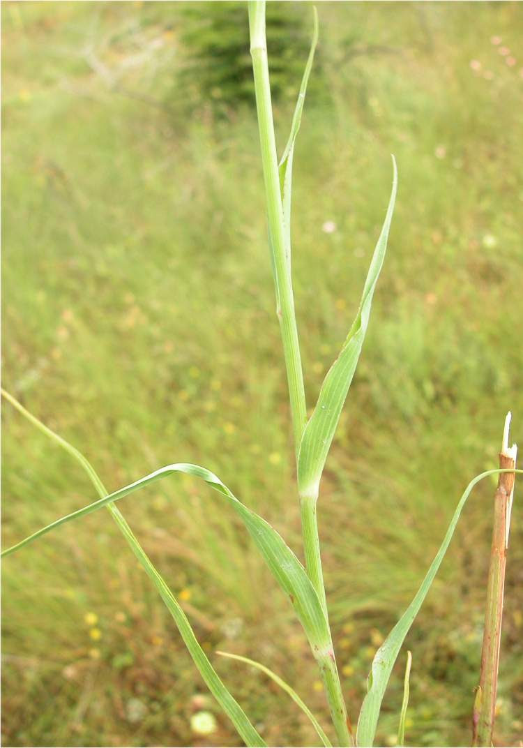 Vegetable Oyster Tragopogon porrifolius L.